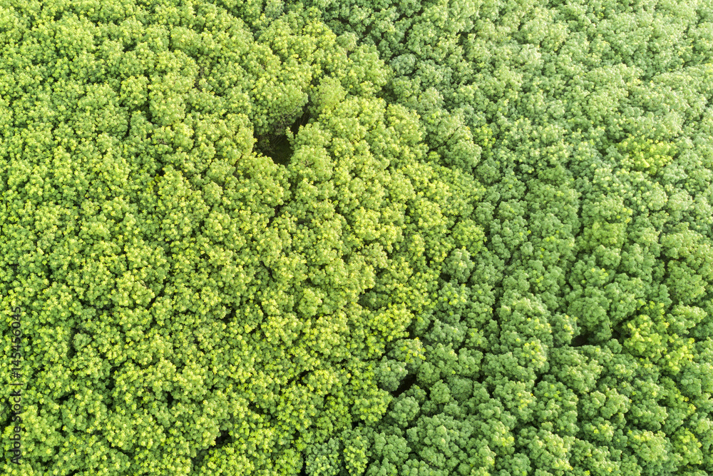 Forest trees from above