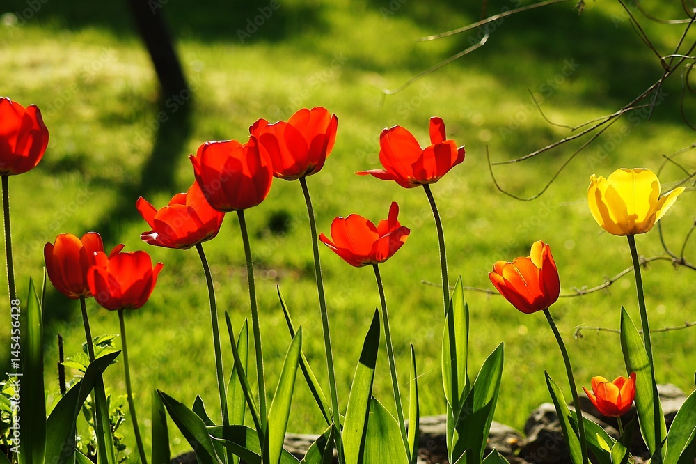 Obraz premium Rote Tulpen