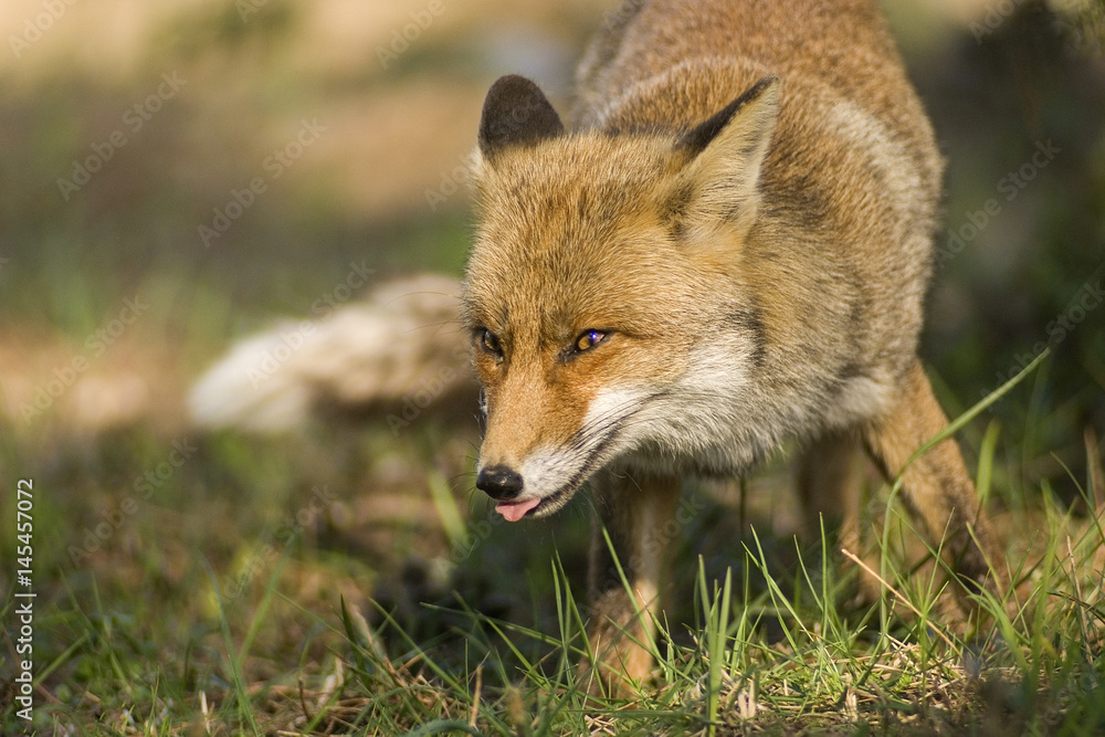 Portrait of fox Portrait of fox