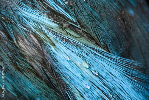 Feathers of common kingfisher photo