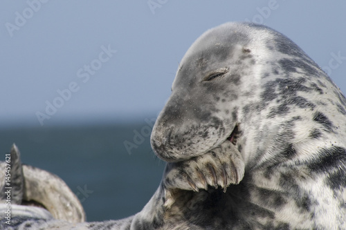 Grey seal at a Helgoland beach