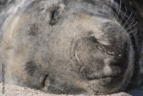 Grey seal at a Helgoland beach photo
