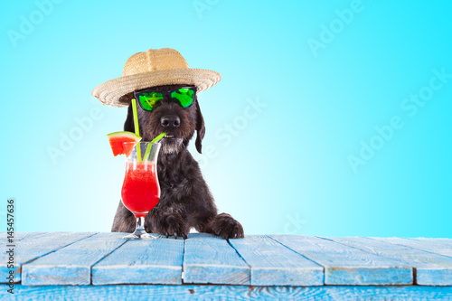 Fototapeta Naklejka Na Ścianę i Meble -  Black mutt dog posing with colorful cocktail.