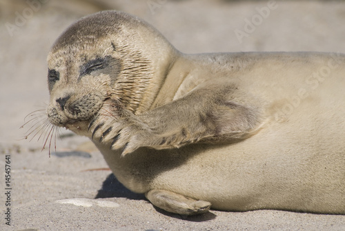 Seals at a beach in Helgoland photo