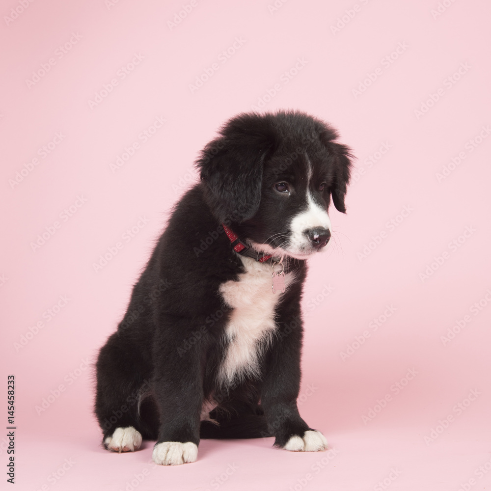 Border Collie puppy on pink