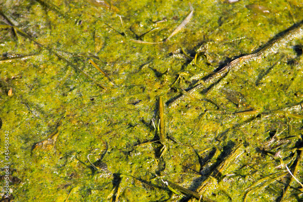 Marshland with algae in standing water