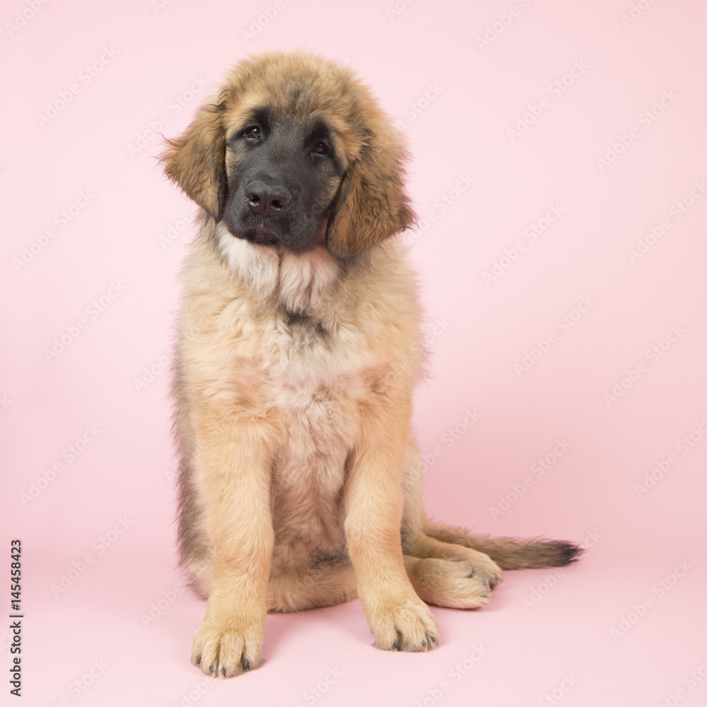 Leonberger puppy on pink Leonberger puppy on pink