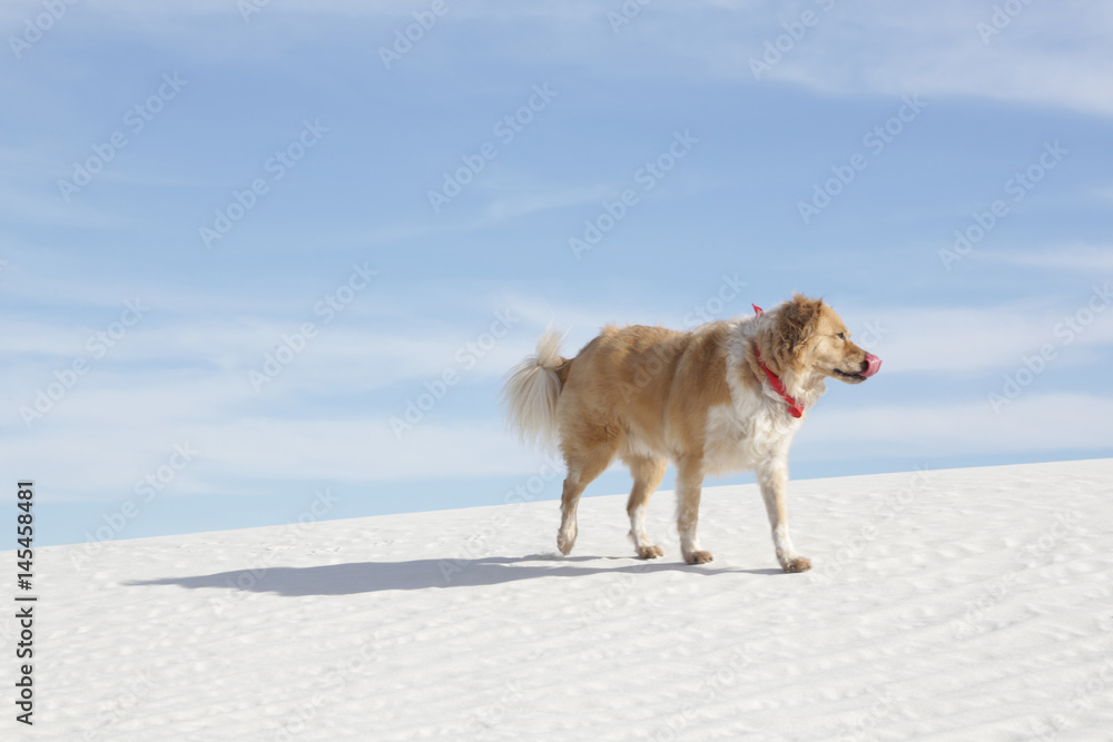 Dog walking along sand dunes, White Sand New Mexico