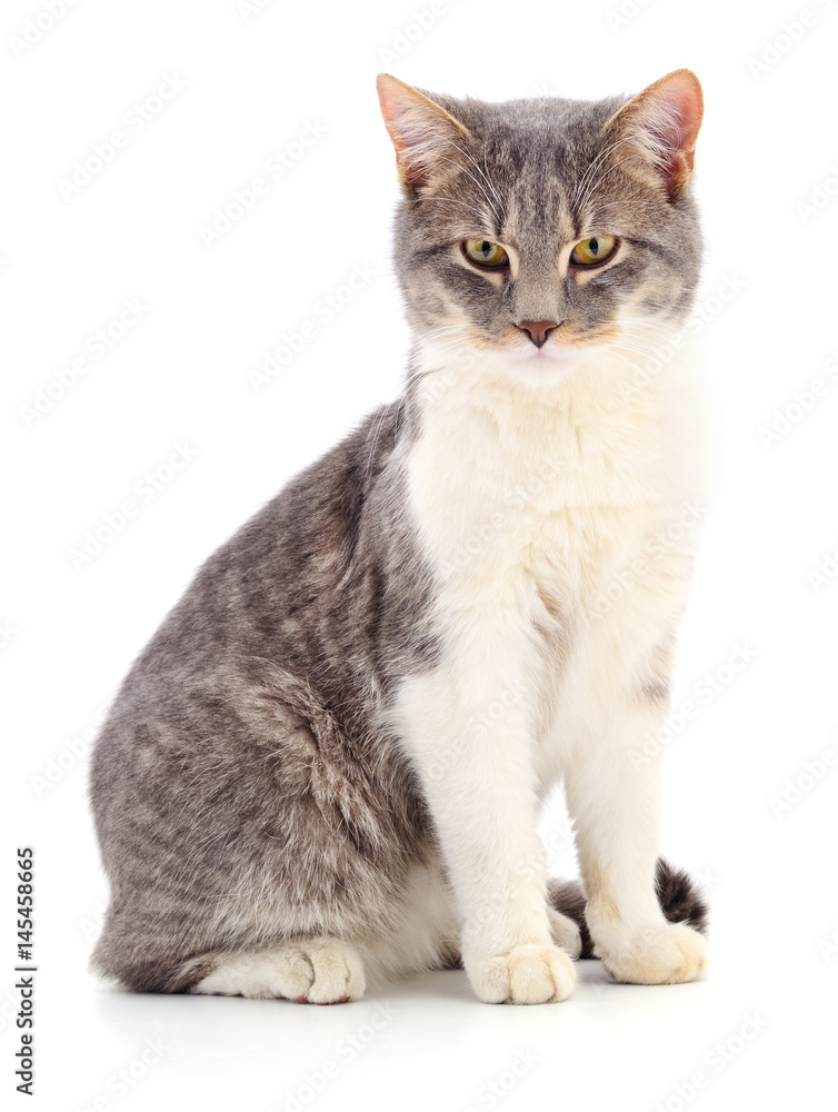 Cat on a white background