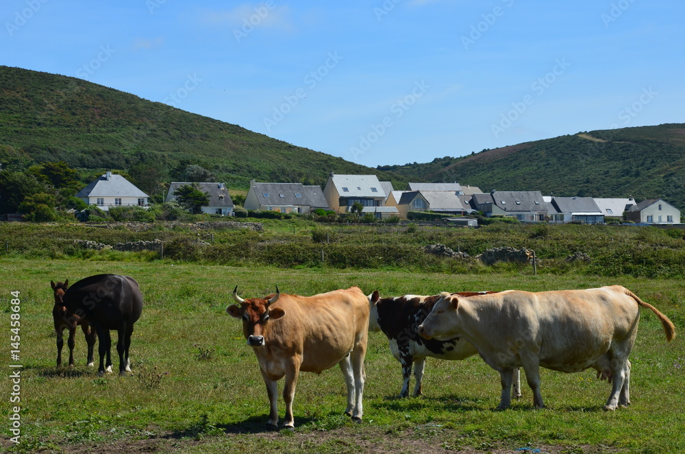 Vaches du Cotentin