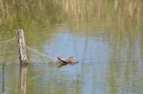 Tortue de Floride (Trachemys scripta) photo