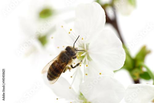 Honeybee and white flowers © Anatolii