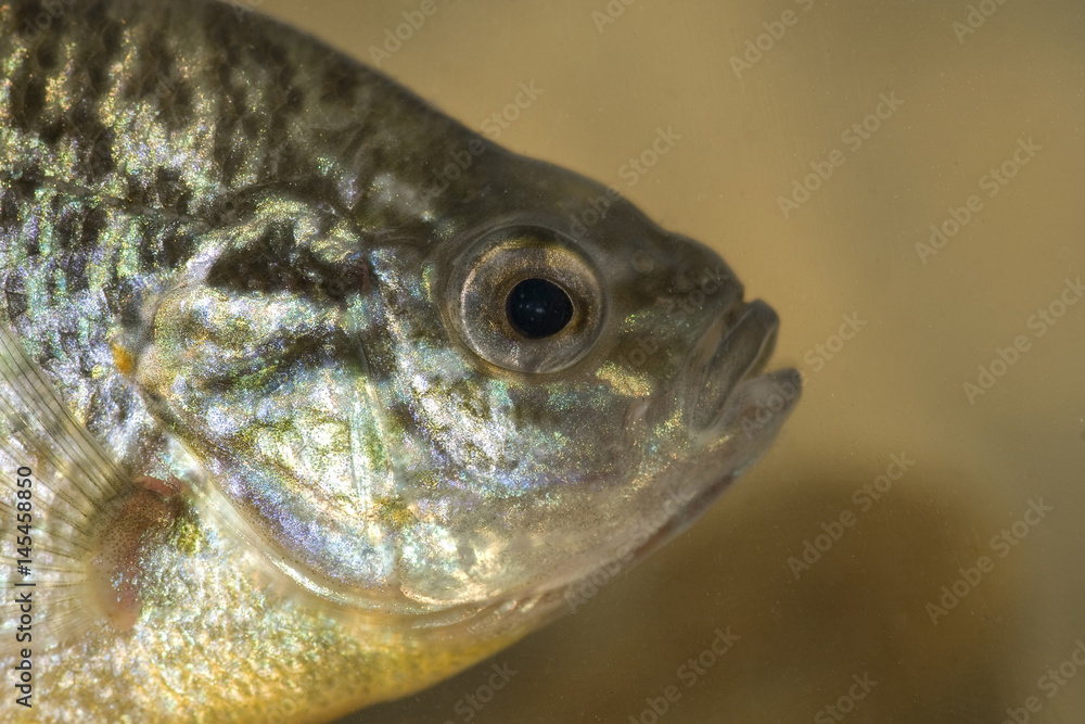 Pumpkinseed sunfish Pumpkinseed sunfish