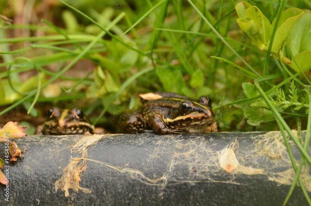 Fototapeta premium Grenouille verte