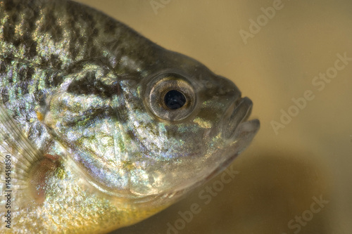 Pumpkinseed sunfish