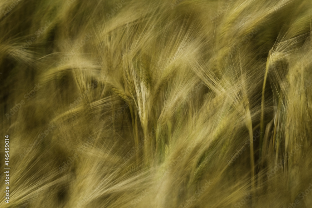 Abstract image of Hordeum vulgare in the wind Abstract image of Hordeum vulgare in the wind