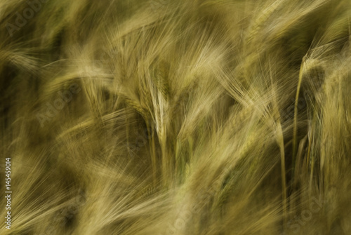 Abstract image of Hordeum vulgare in the wind photo