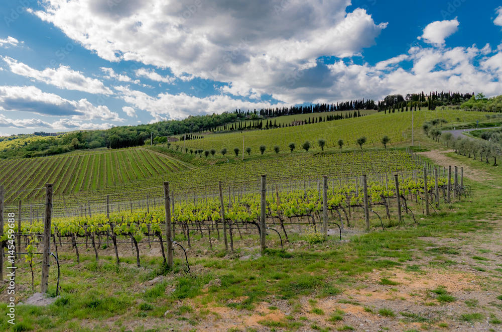 Fototapeta premium Panorama of green chianti hills in tuscany italy in spring, land of red wine and cypresses