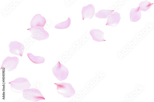 Flying soft pink rose petals. Delicate flowers blossom, blooming floating falling wind, vector background