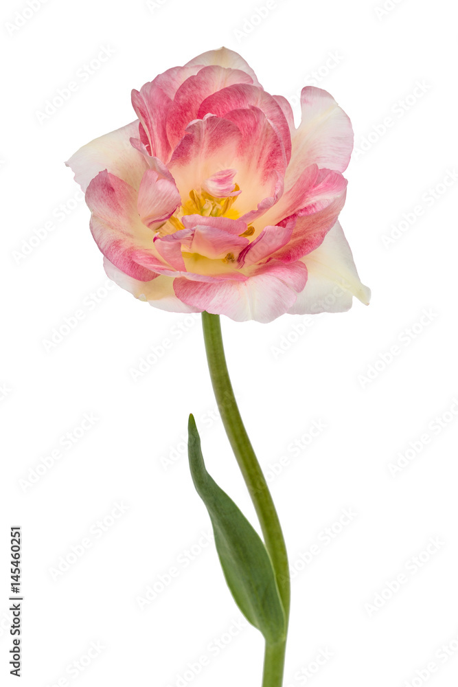 Flower of tulip, isolated on white background