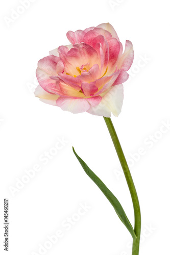 Flower of tulip  isolated on white background