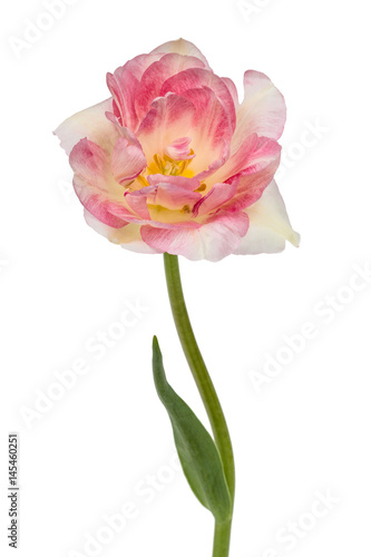 Flower of tulip, isolated on white background