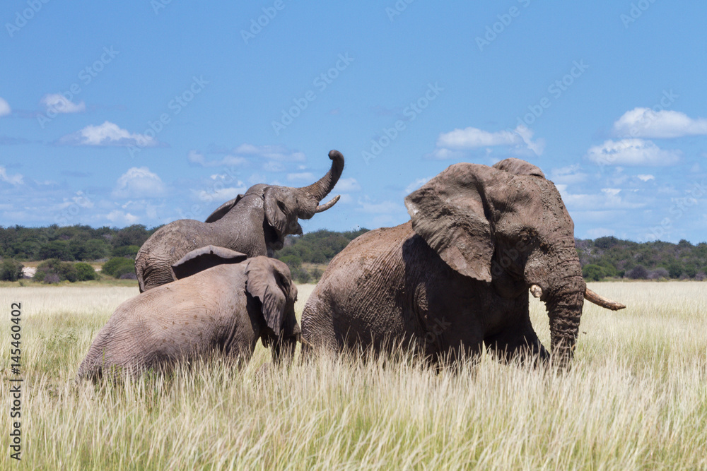Obraz premium Three Elephants playing in a water hole