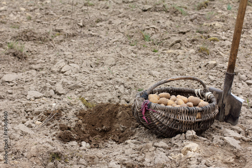 planting vegetables manually/ Wicker old basket with potatoes and a shovel stand against the background of the field
