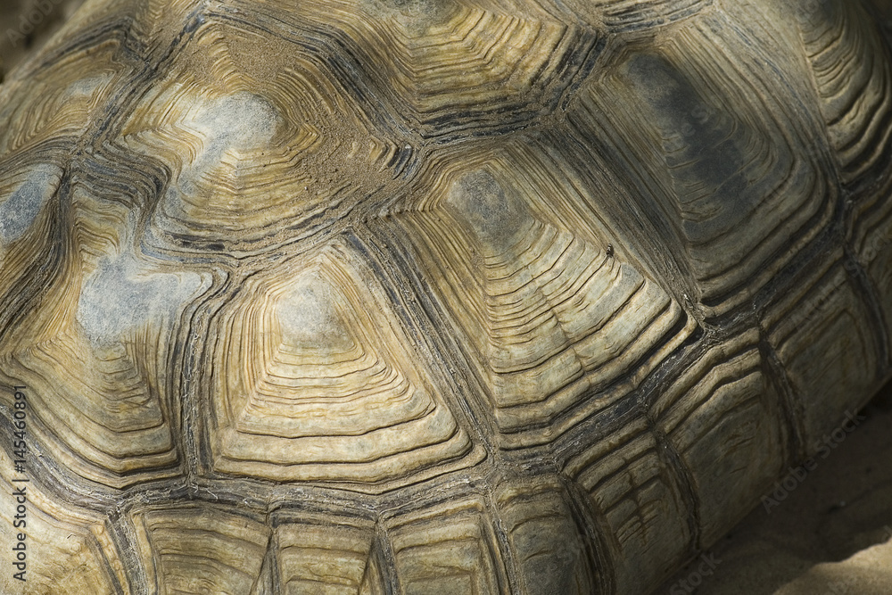 Detail of shell of turtle Detail of shell of turtle