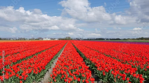 Wallpaper Mural Field with red tulips in the Netherlands Torontodigital.ca