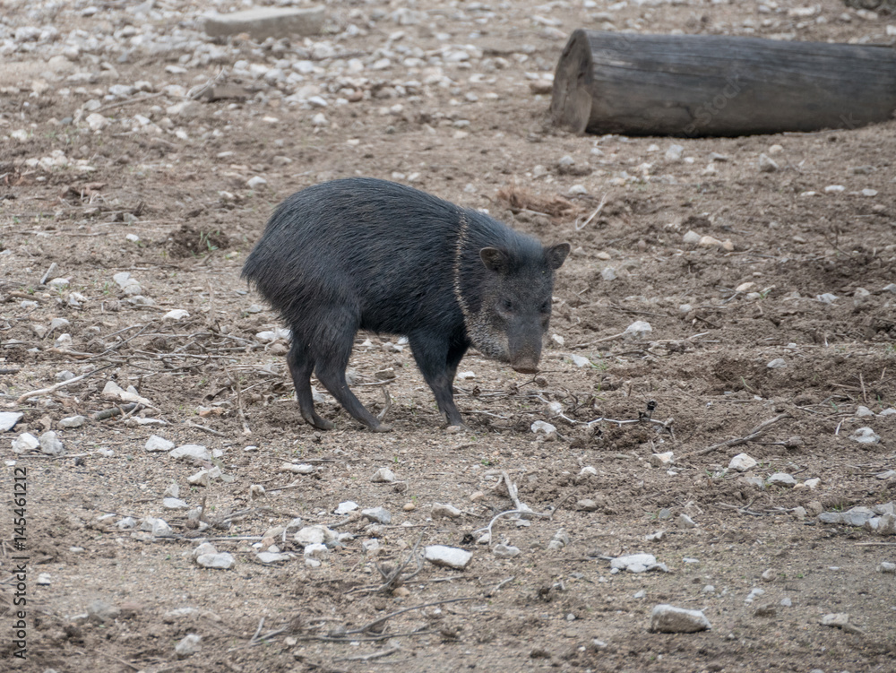 Collared peccary (Pecari tajacu). Wildlife animal. Collared peccary (Pecari tajacu). Wildlife animal.
