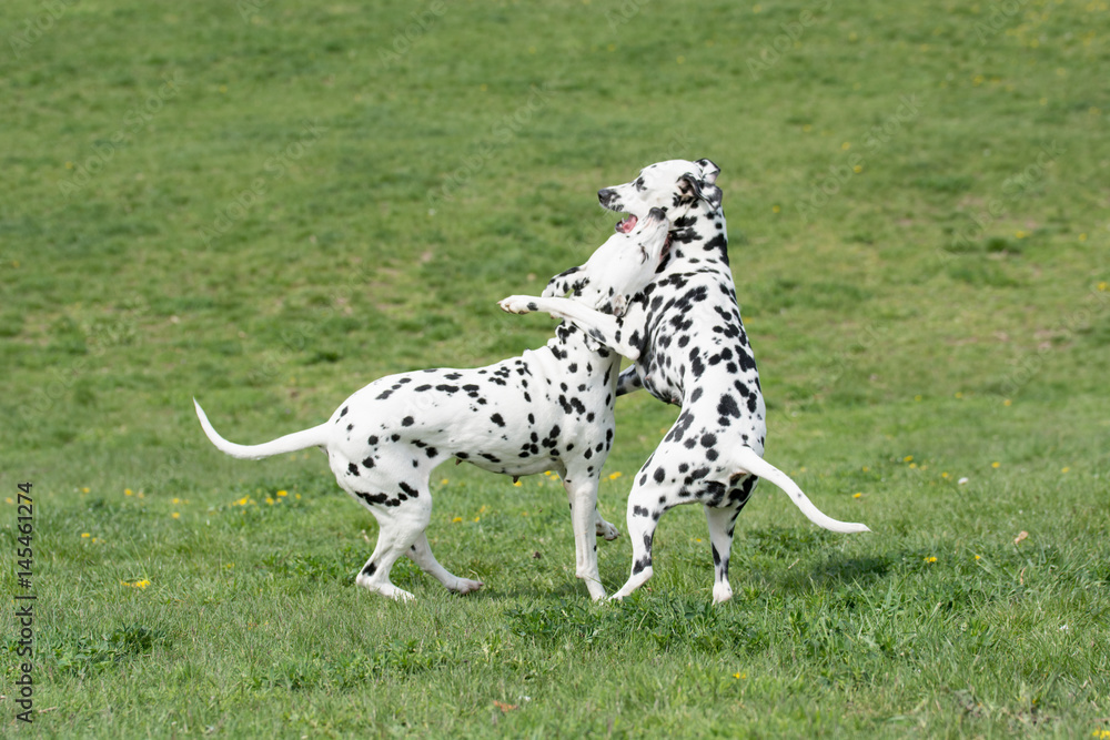 Two young beautiful Dalmatian dogs