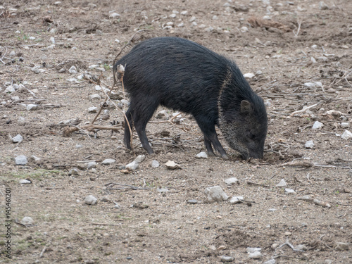 Collared peccary (Pecari tajacu). Wildlife animal