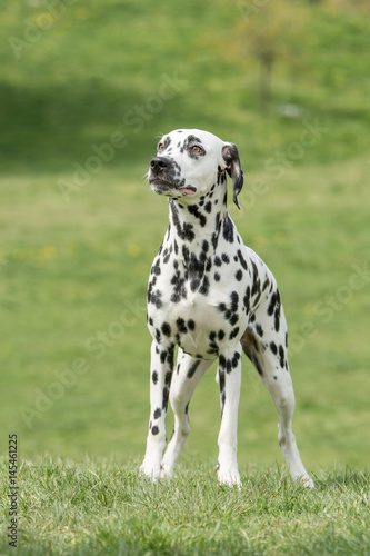 Portrait of Dalmatian dog
