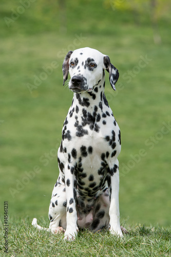 Portrait of Dalmatian dog