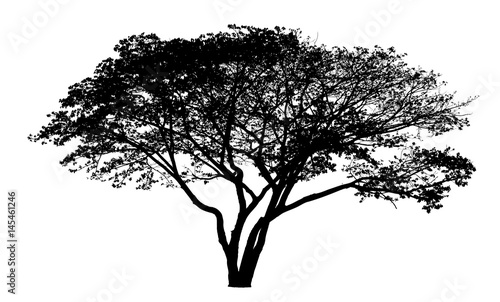 Naklejka Wektorowy rysunek drzewo - szczegółowy wektor
