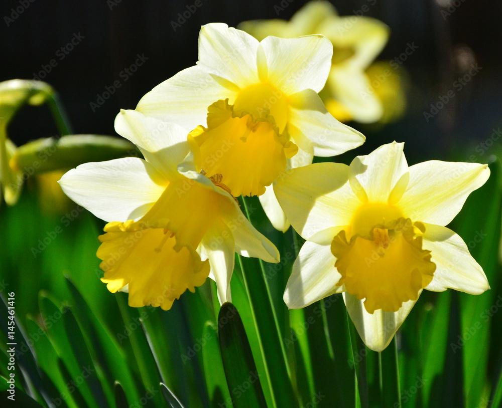 spring daffodils
spring daffodils