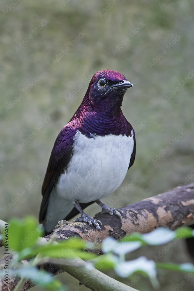 Violet-backed starling (Cinnyricinclus leucogaster) Violet-backed starling (Cinnyricinclus leucogaster)