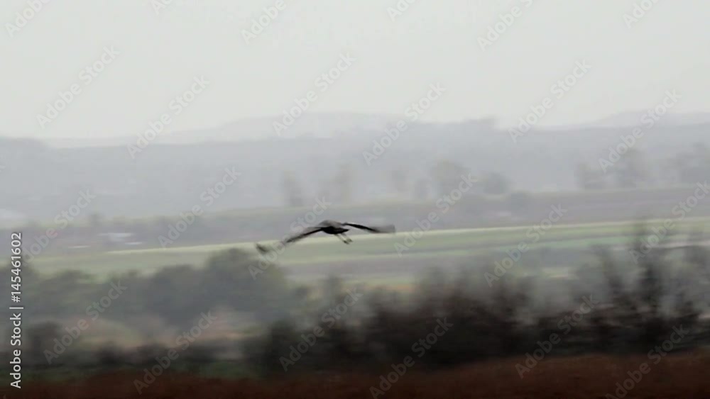 Reserve. Cranes. Lake and birds. Wind and sunset. Reserve. Cranes. Lake and birds. Wind and sunset.