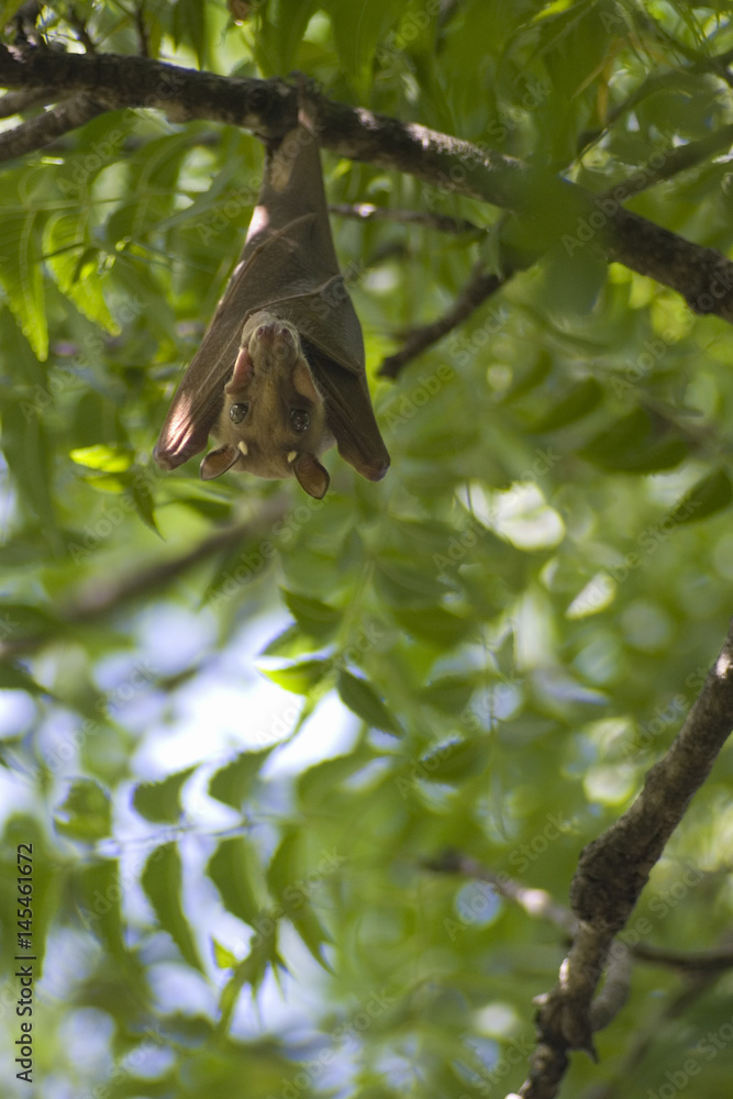 A bat in Senegal sleeping in a tree