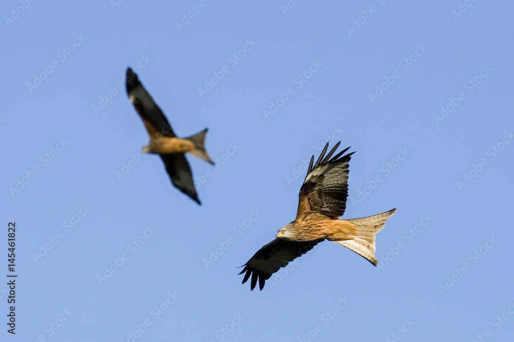 Red kites