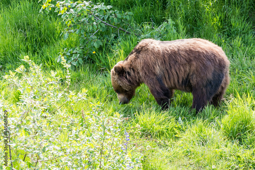 Brown Bear Grazing