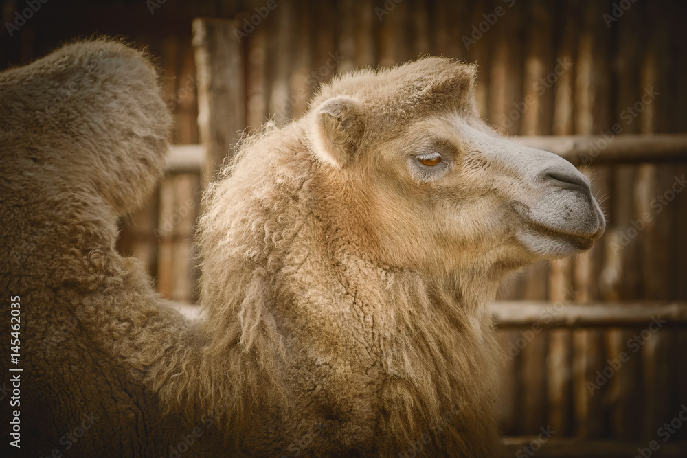 Camels Hair Camels Hair