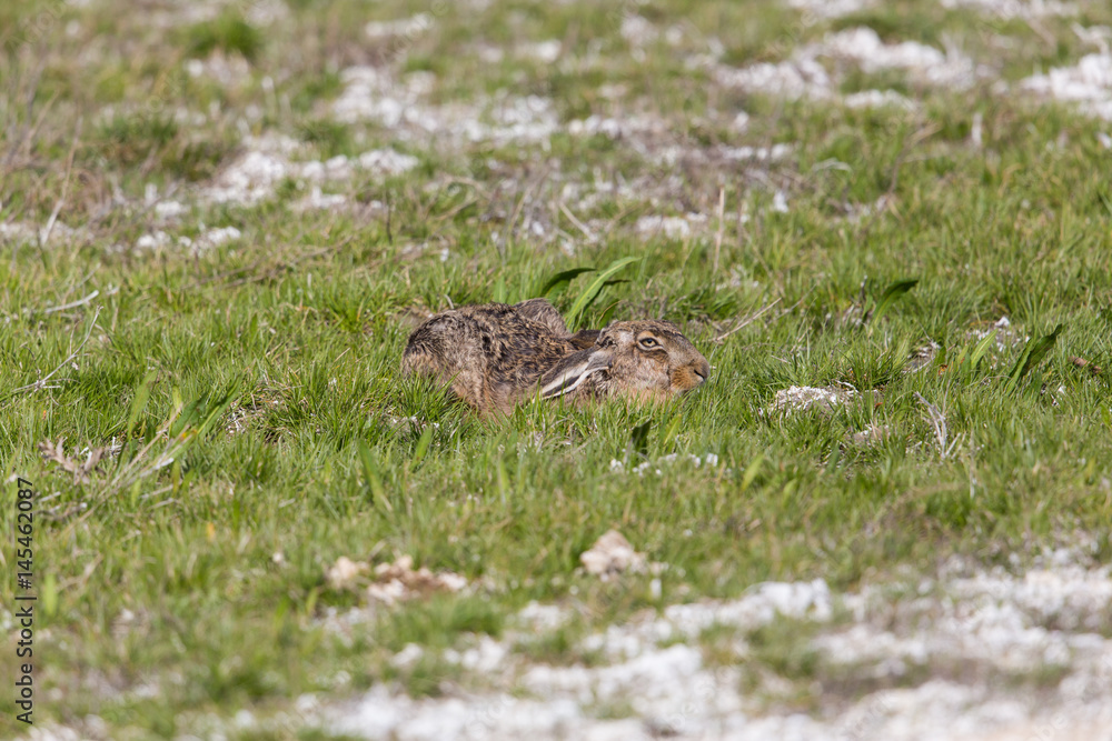 brown hare  (Lepus europaeus) hidden in green meadow