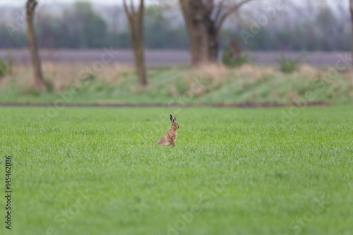 brown hare  (Lepus europaeus) in green meadow with trees © Pascal Halder