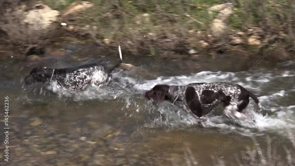 The German pointer. Hunting dog. Games in the water. The German pointer. Hunting dog. Games in the water.
