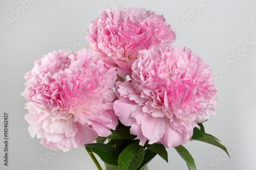 Bouquet of pink terry peonies isolated on a gray background.