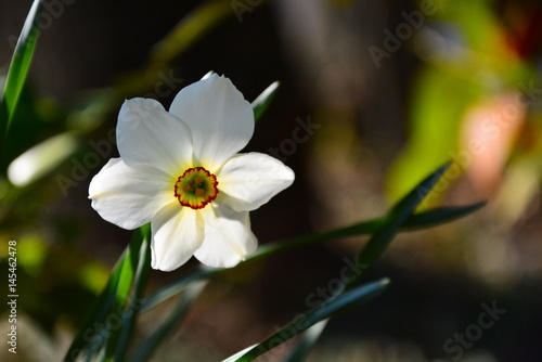 Fototapeta Naklejka Na Ścianę i Meble -  spring daffodils
