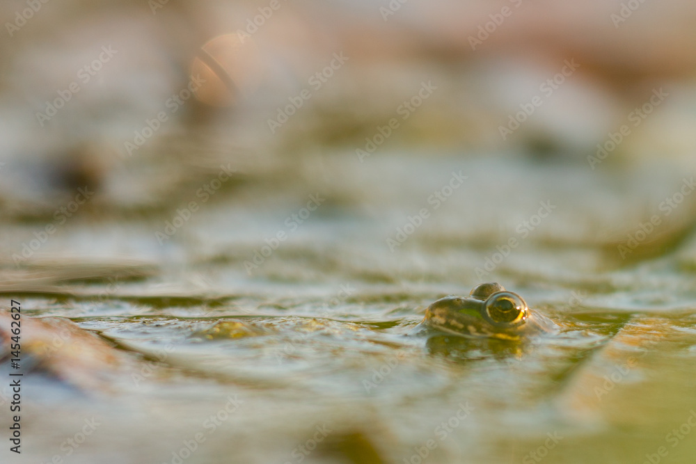 Green frog (Pelophylax esculentus) Green frog (Pelophylax esculentus)