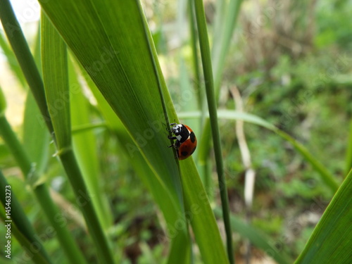 ナナホシテントウ ladybug © present4_u